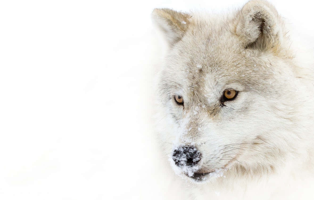 Majestic White Wolf Staring Intently In A Snowy Wilderness Wallpaper