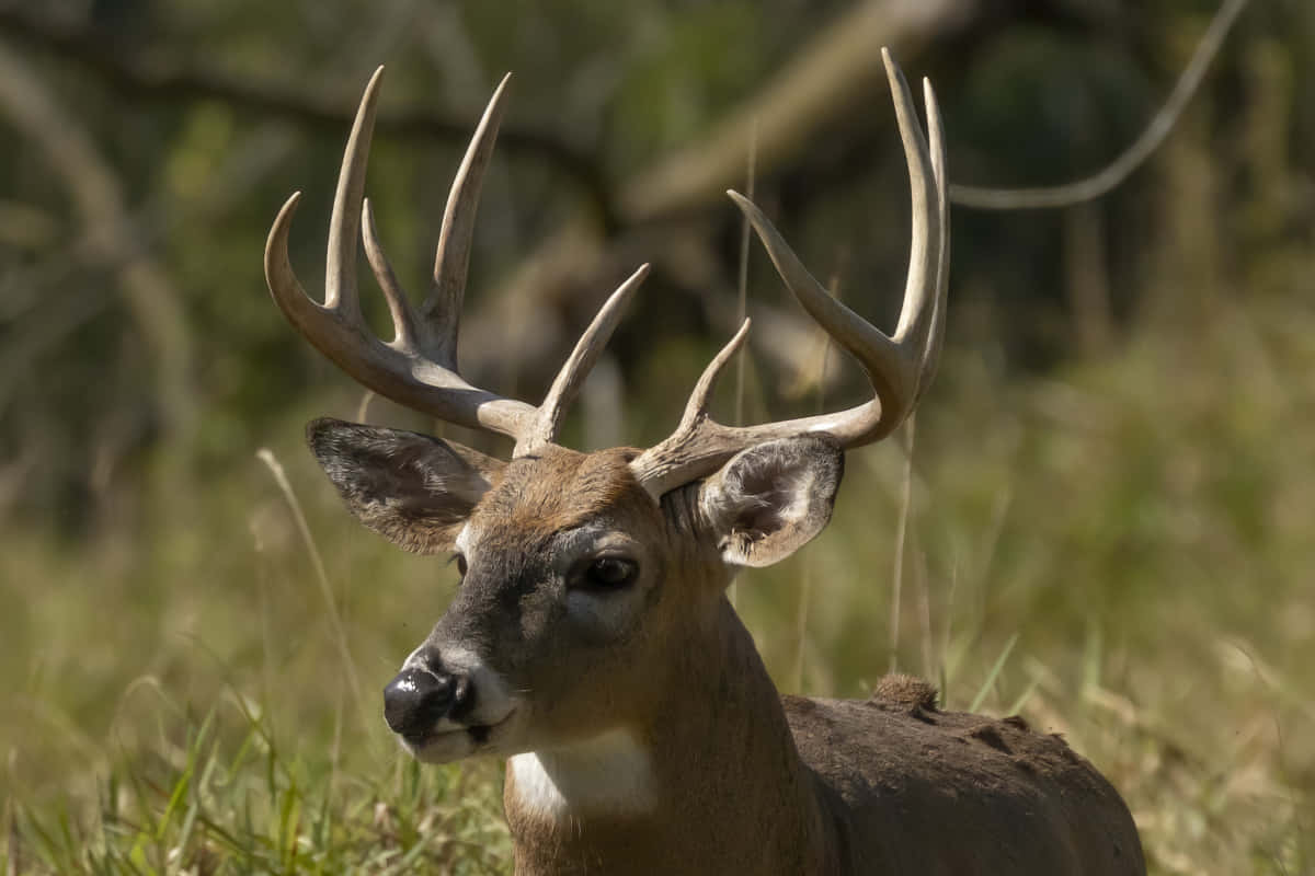 Majestic Whitetail Deer Foraging In A Forest Wallpaper