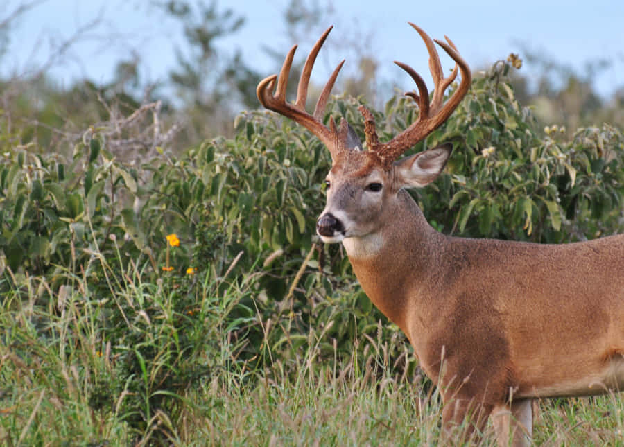 Majestic Whitetail Deer Grazing In A Field Wallpaper