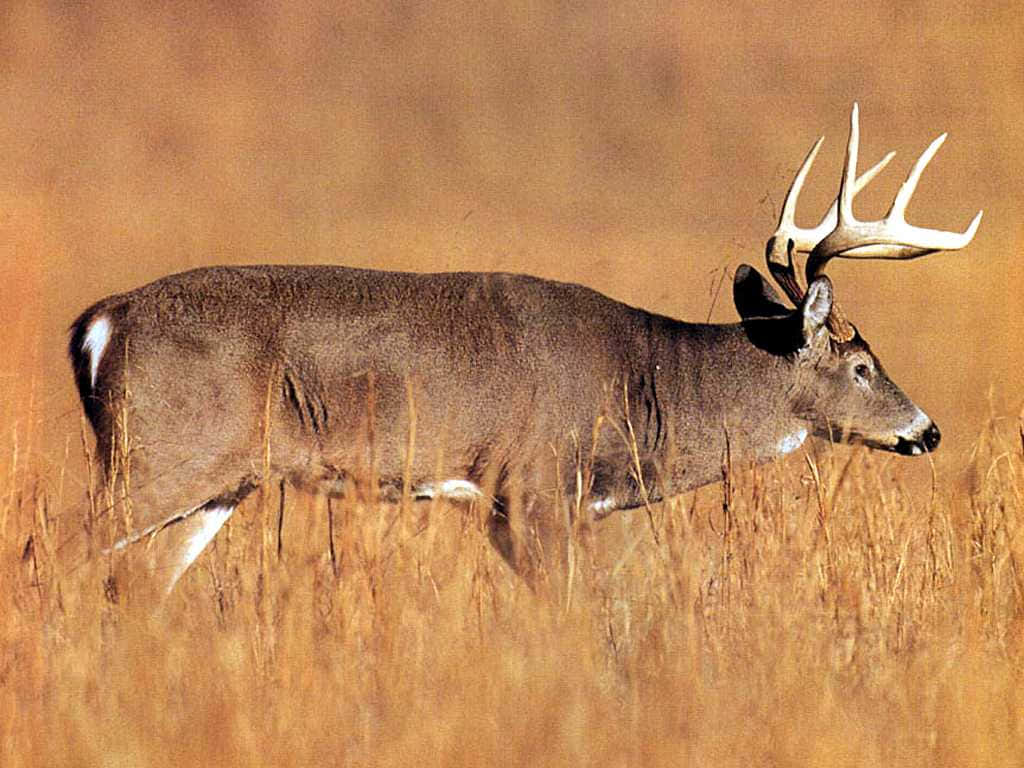 Majestic Whitetail Deer Grazing In A Forest Wallpaper