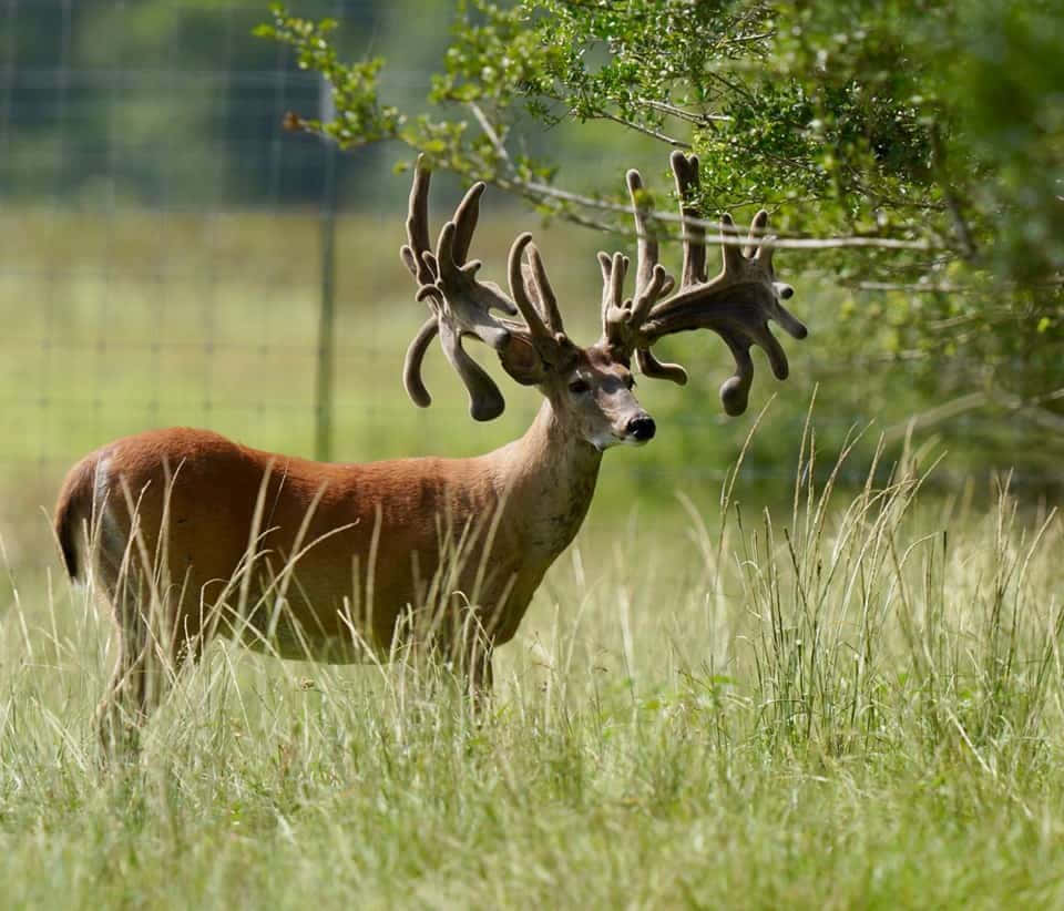 Majestic Whitetail Deer Pausing In Its Natural Habitat Wallpaper