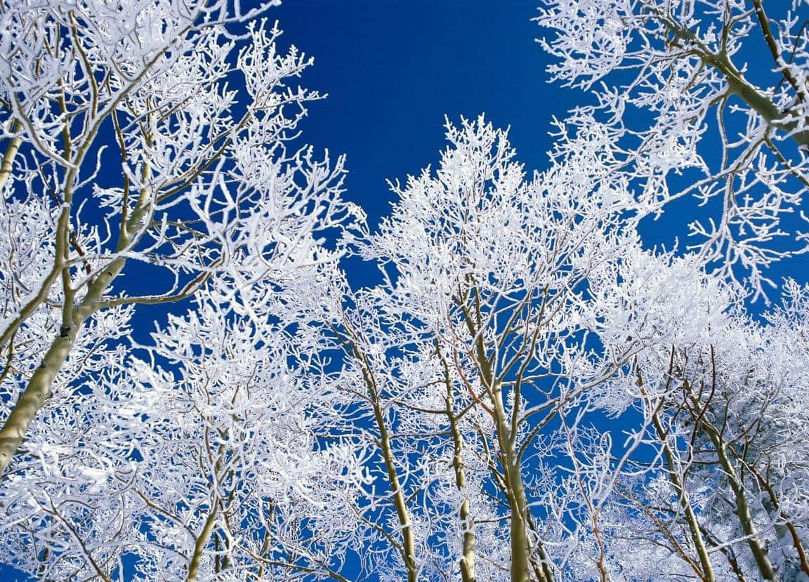 Majestic Winter Trees Lined Up Against Snowy Landscape Wallpaper