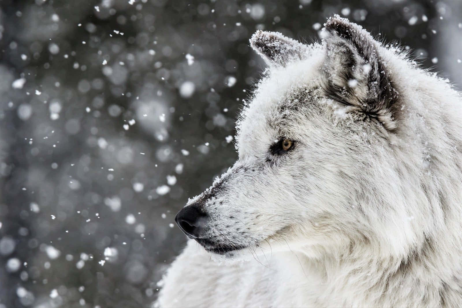 Majestic Winter Wolf Wallpaper