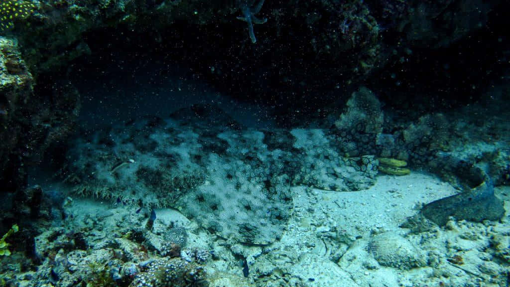 Majestic Wobbegong Shark In Its Natural Habitat Wallpaper