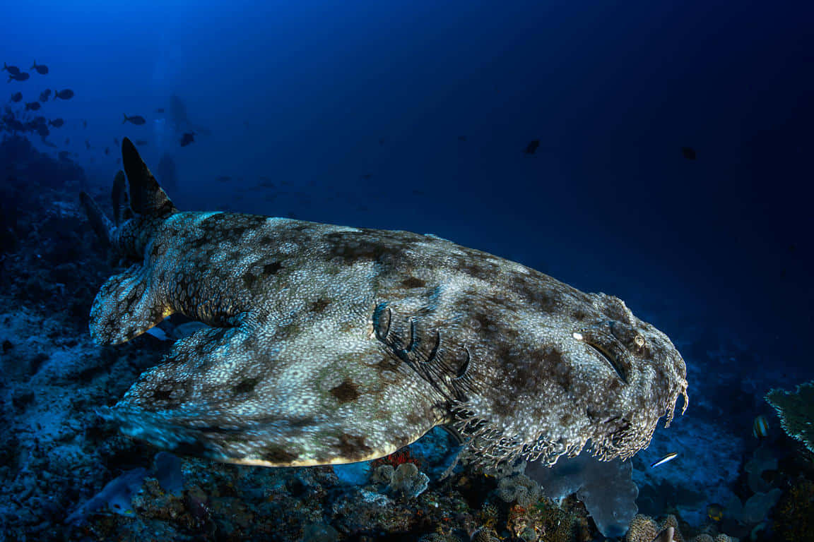 Majestic Wobbegong Shark In Its Natural Habitat Wallpaper