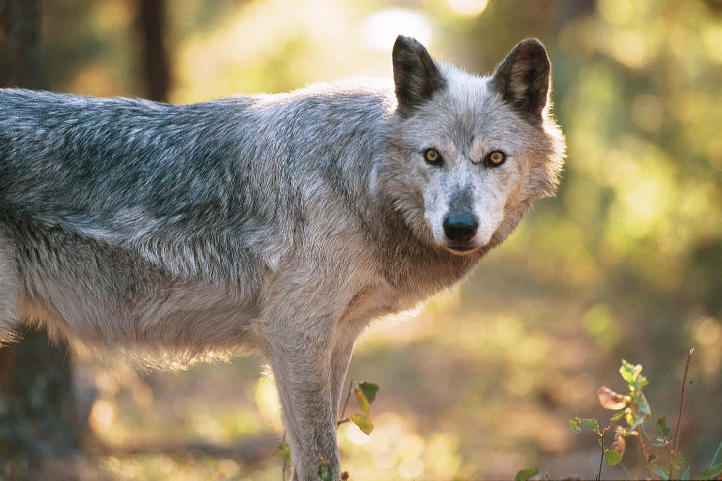 Majestic Wolf Basking In The Summer Sun Wallpaper