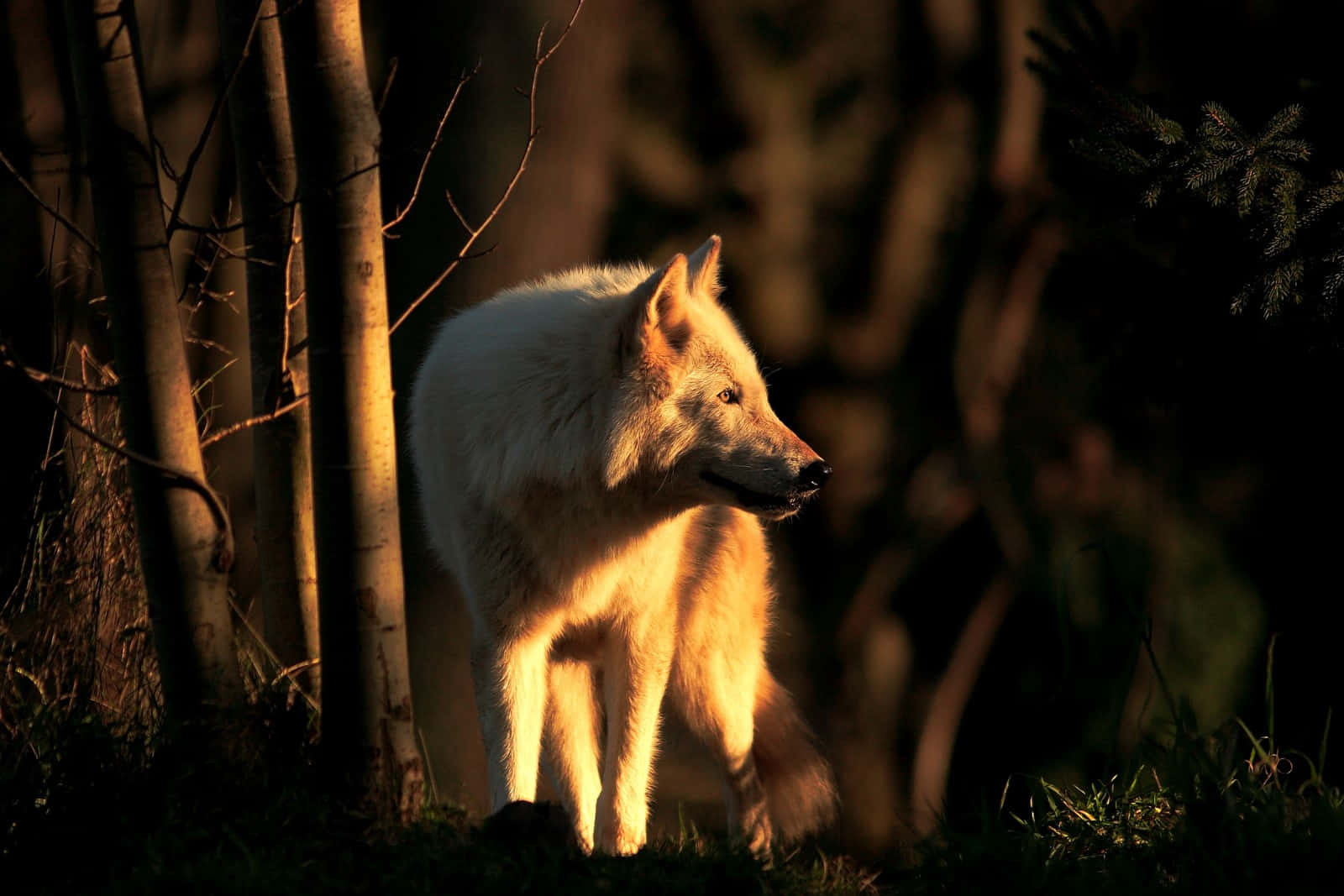 Majestic Wolf Basking In The Warmth Of A Golden Sunset Wallpaper