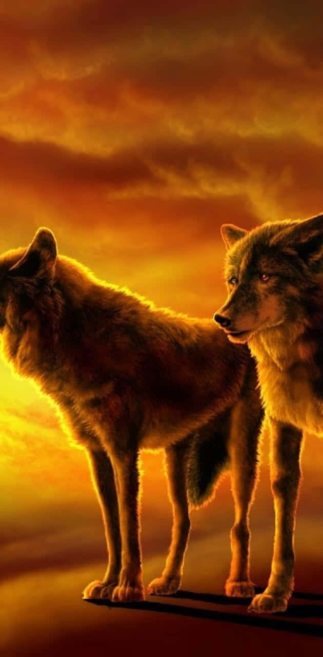 Majestic Wolf In A Breathtaking Sunset Wallpaper