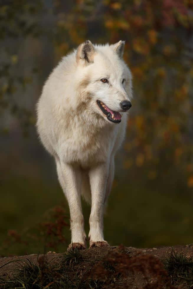 Majestic Wolf In A Colorful Autumn Forest Wallpaper