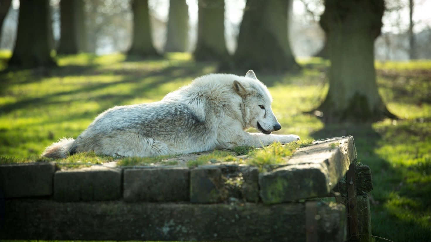 Majestic Wolf In A Lush Green Summer Forest Wallpaper