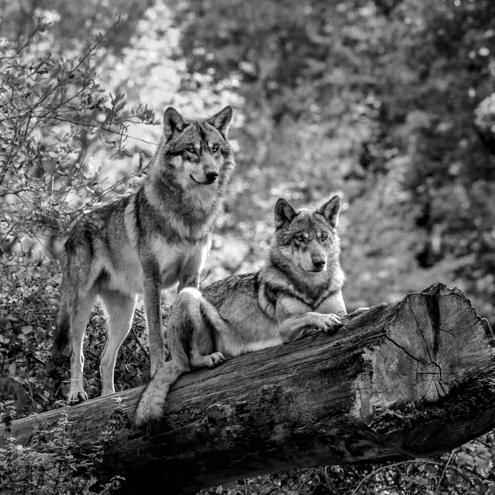 Majestic Wolf In A Serene Forest Wallpaper