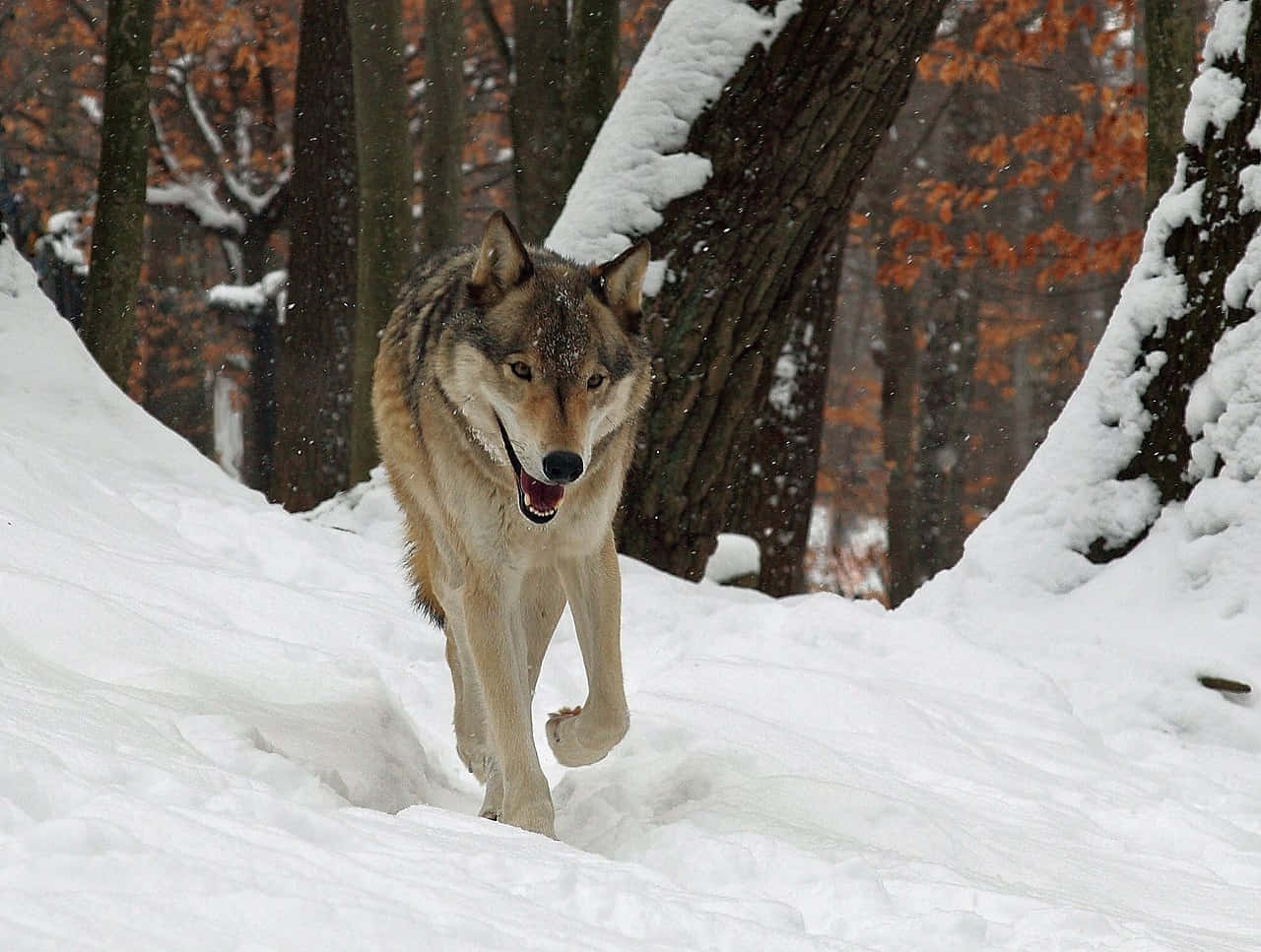 Majestic Wolf In A Snowy Winter Landscape Wallpaper