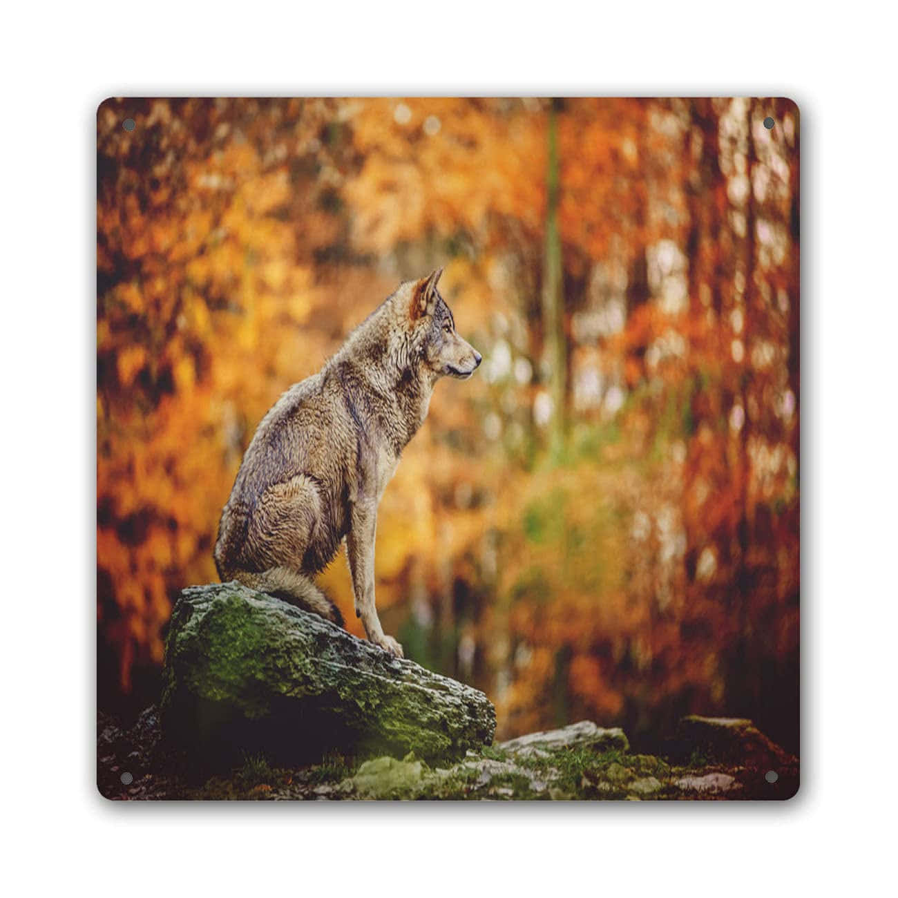 Majestic Wolf In A Vibrant Autumn Forest Wallpaper