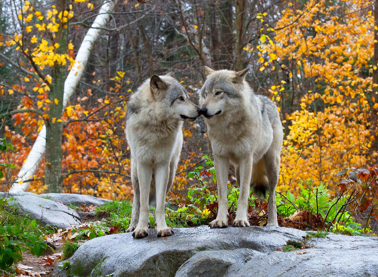 Majestic Wolf In A Vibrant Autumn Forest. Wallpaper