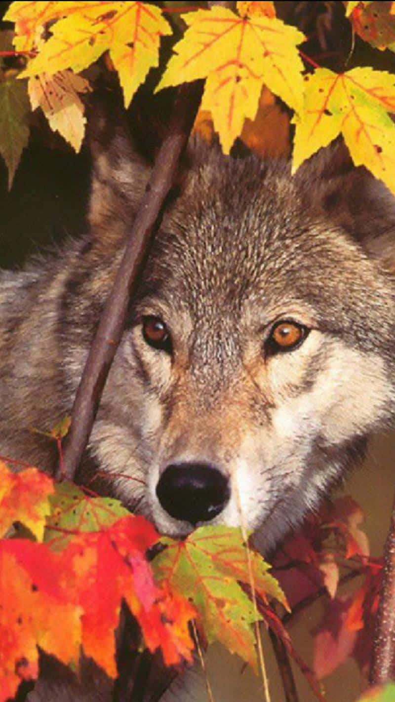 Majestic Wolf In Autumn Forest Wallpaper