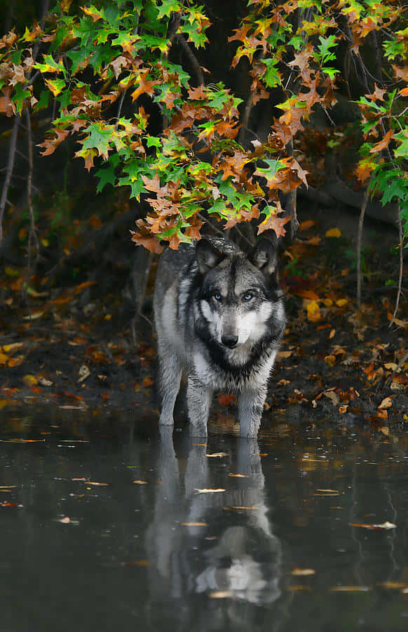 Majestic Wolf In Autumn Forest Wallpaper