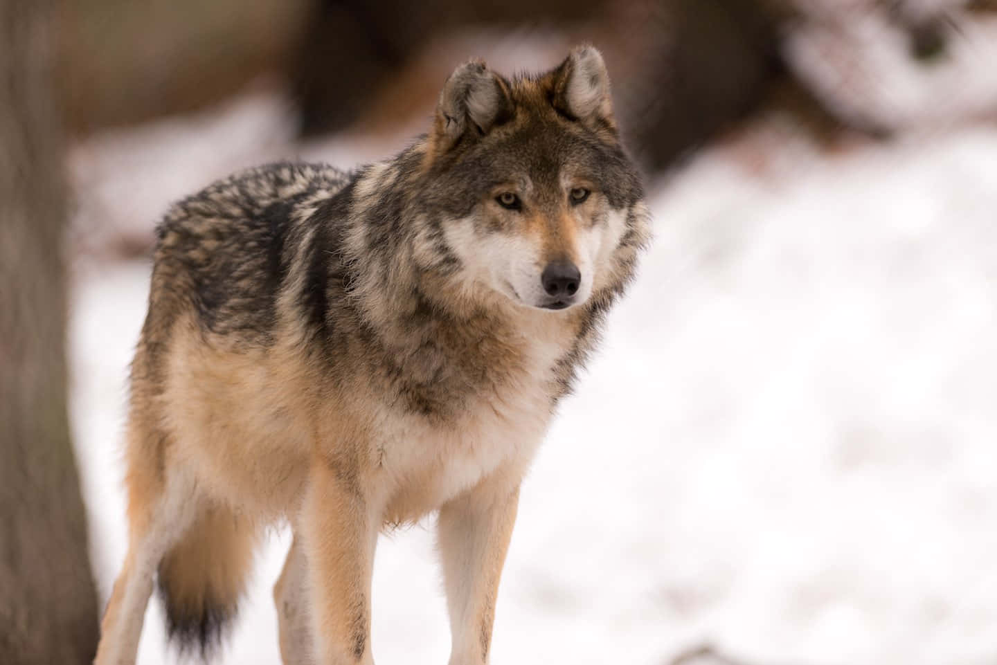 Majestic Wolf In Serene Wilderness Wallpaper