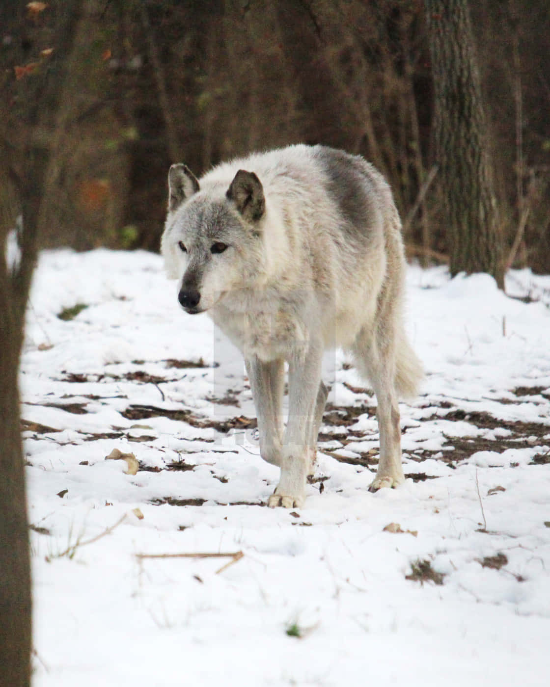 Majestic Wolf In Snowy Winter Landscape Wallpaper