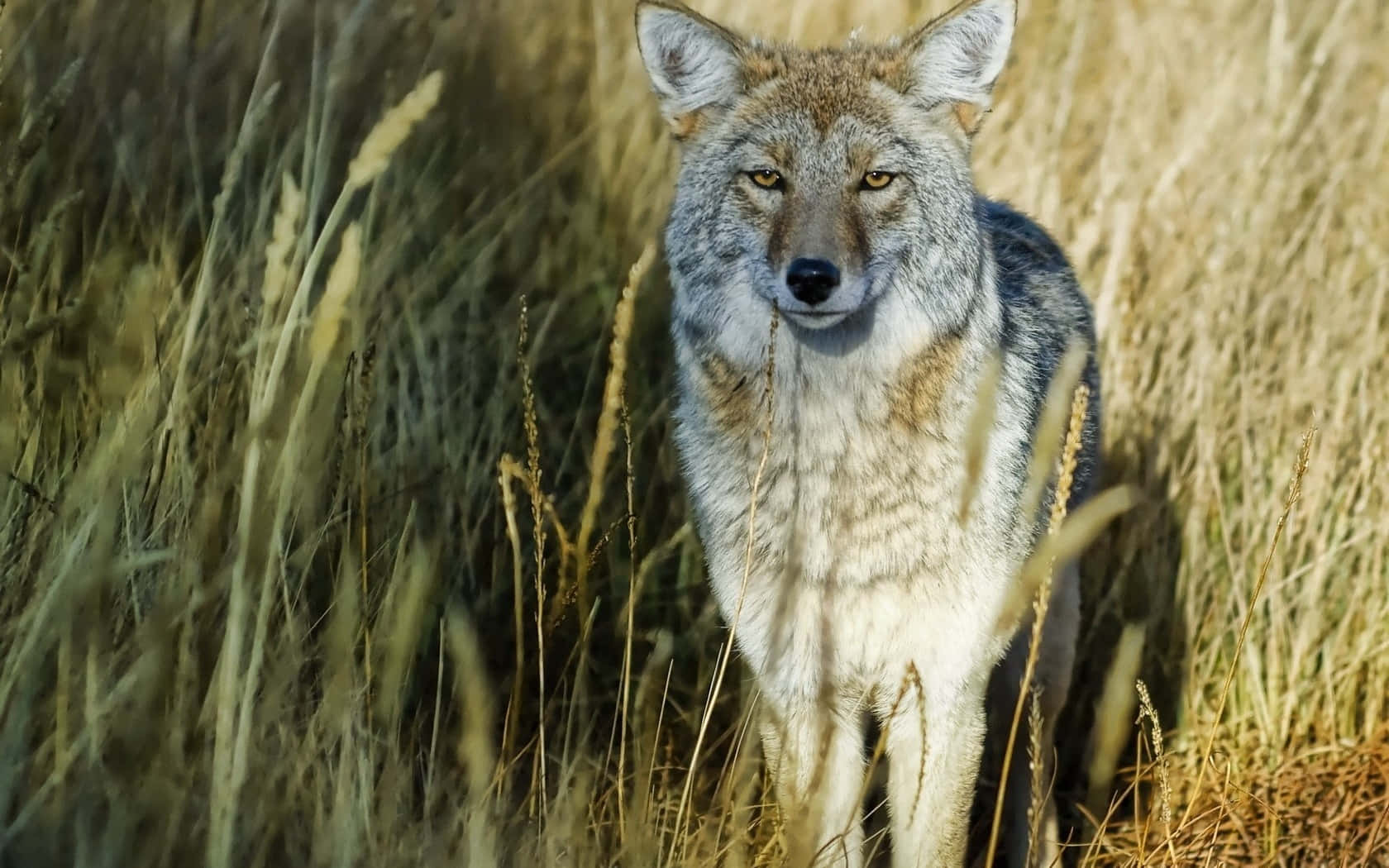 Majestic Wolf In Summer Forest Wallpaper