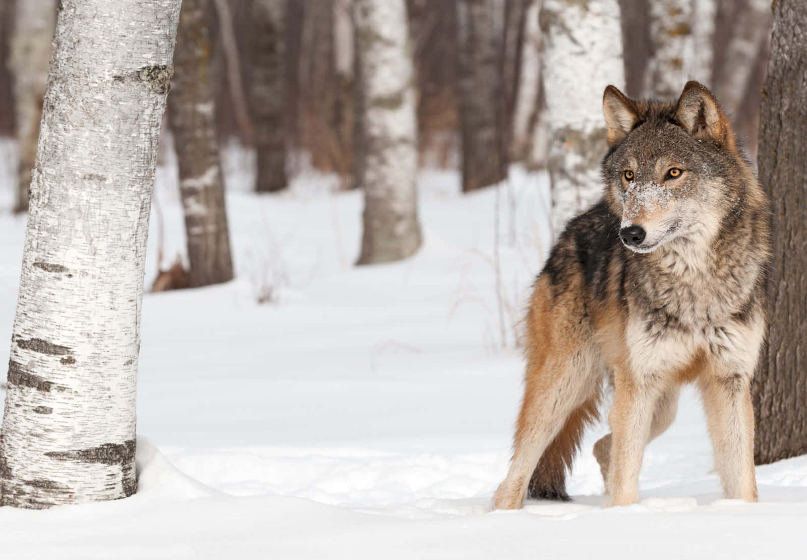 Majestic Wolf In Winter Snow Wallpaper