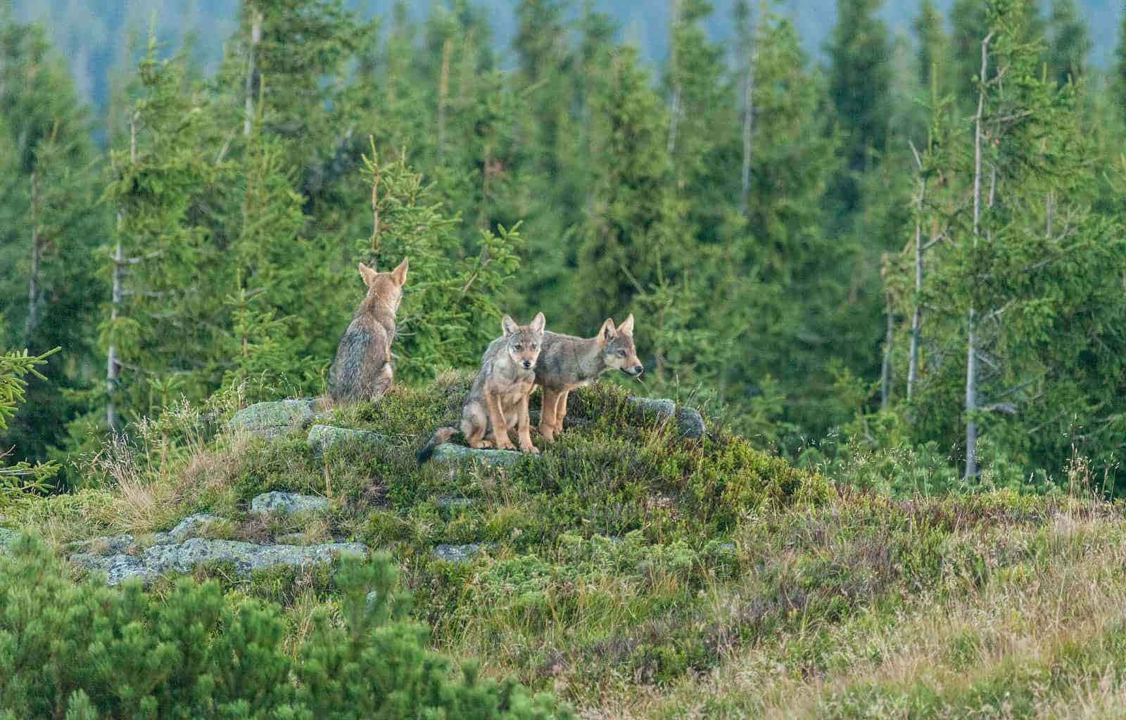 Majestic Wolf Prowling Through The Lush Forest Wallpaper