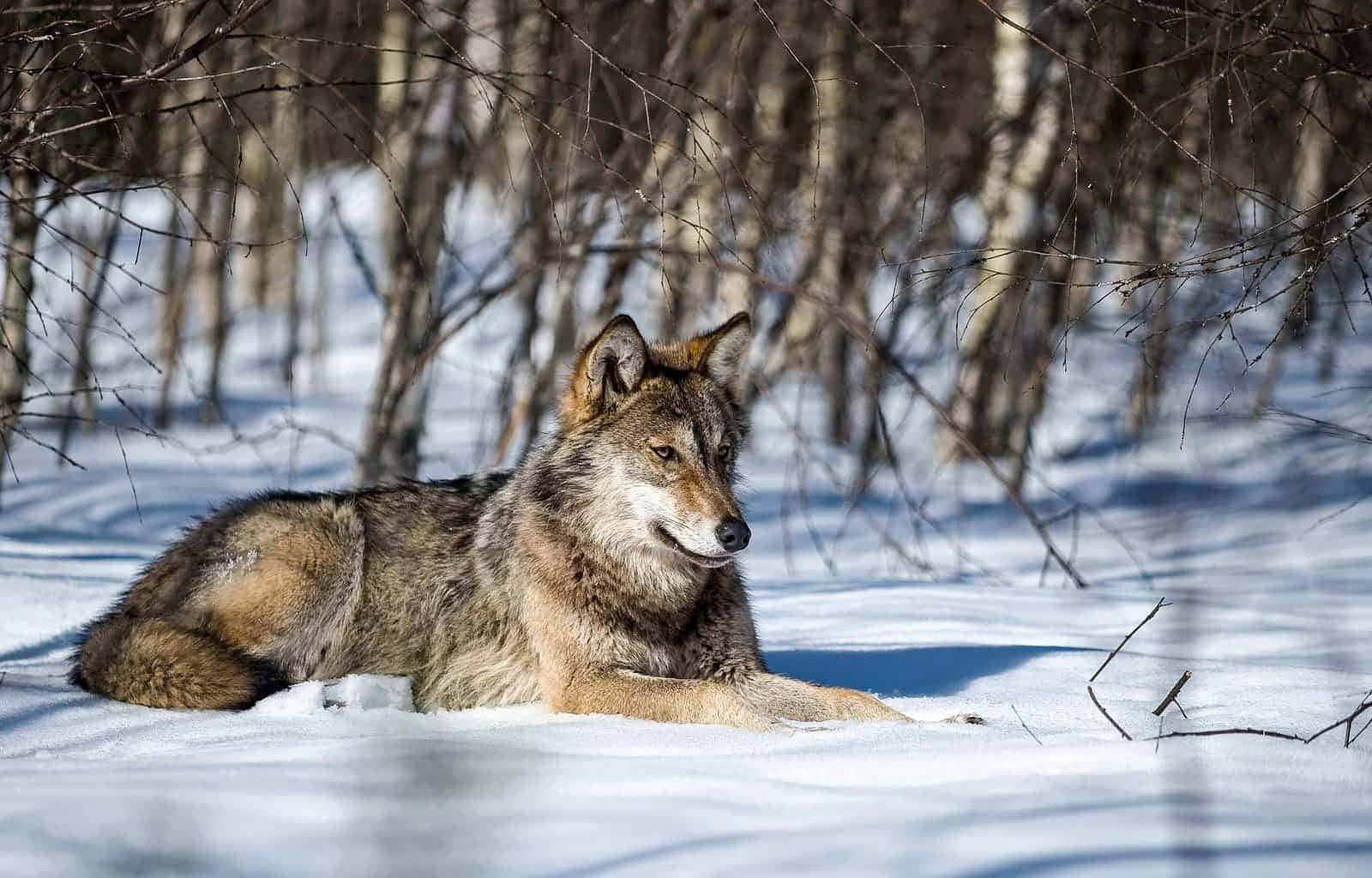 Majestic Wolf Roaming The Enchanting Forest Wallpaper