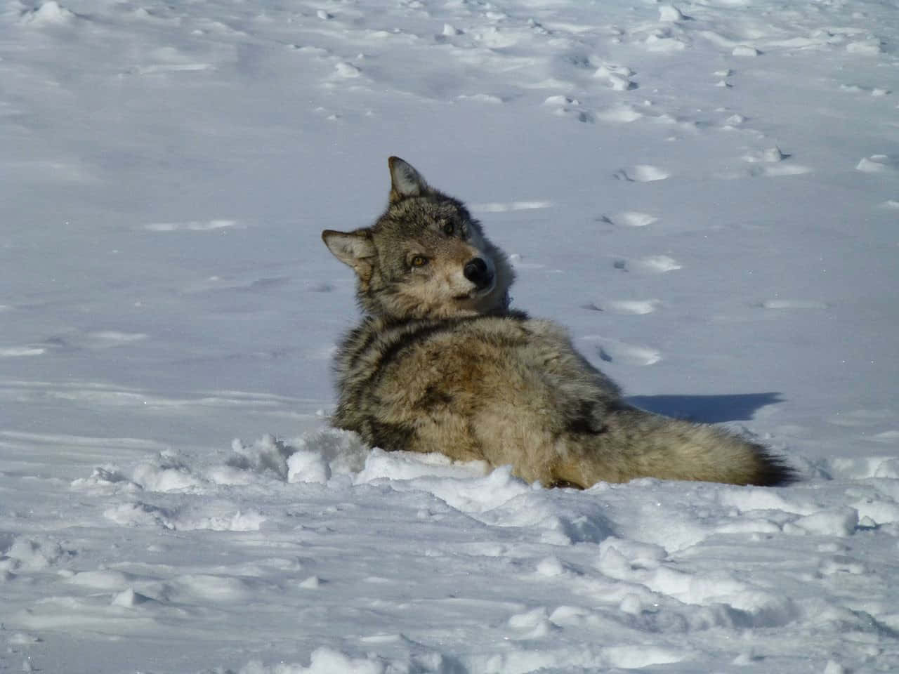 Majestic Wolf Roaming The Snowy Mountains Wallpaper