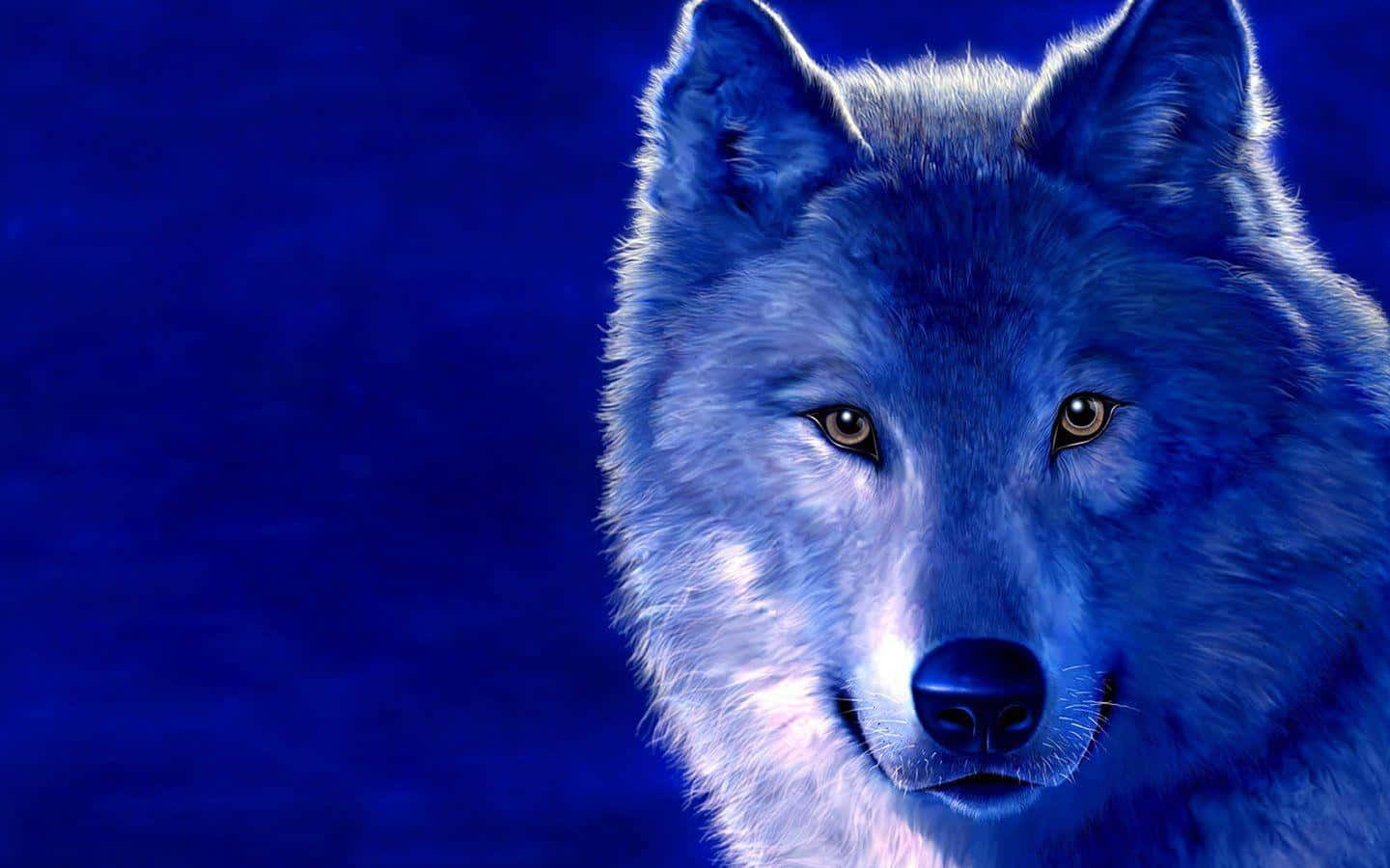 Majestic Wolf Staring Intently In The Wild Wallpaper