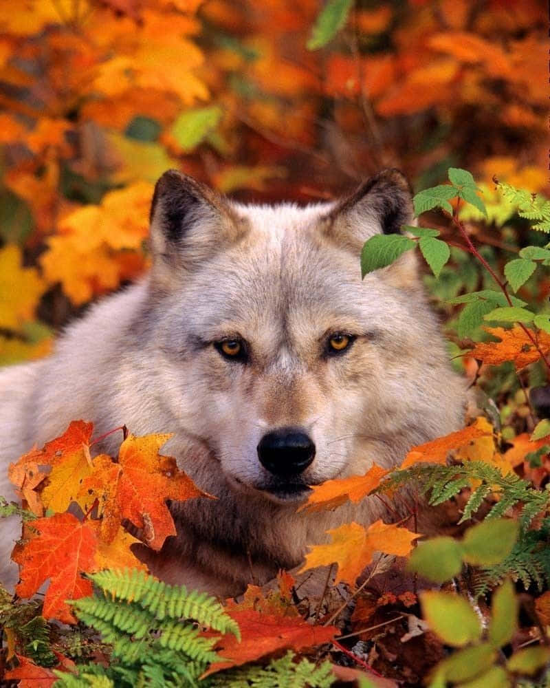 Majestic Wolf Walking In Autumn Woods Wallpaper