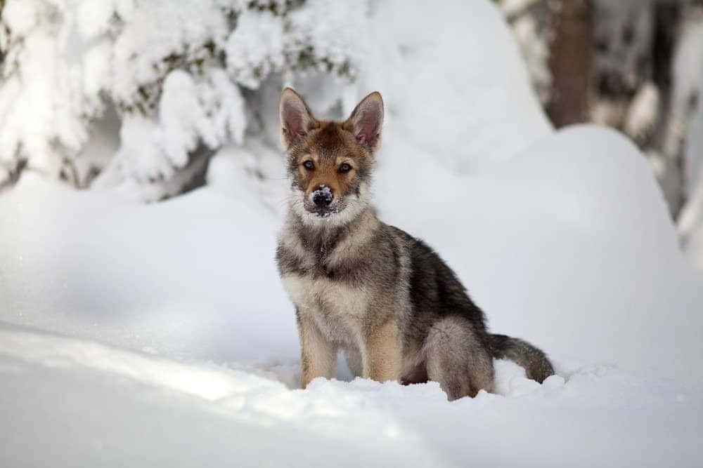 Majestic Wolfdog Gazing Into The Distance Wallpaper