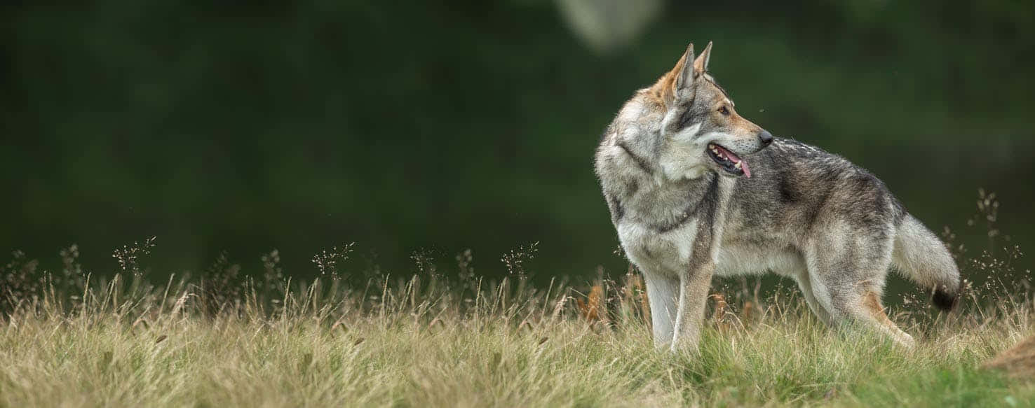 Majestic Wolfdog Gazing Into The Distance Wallpaper