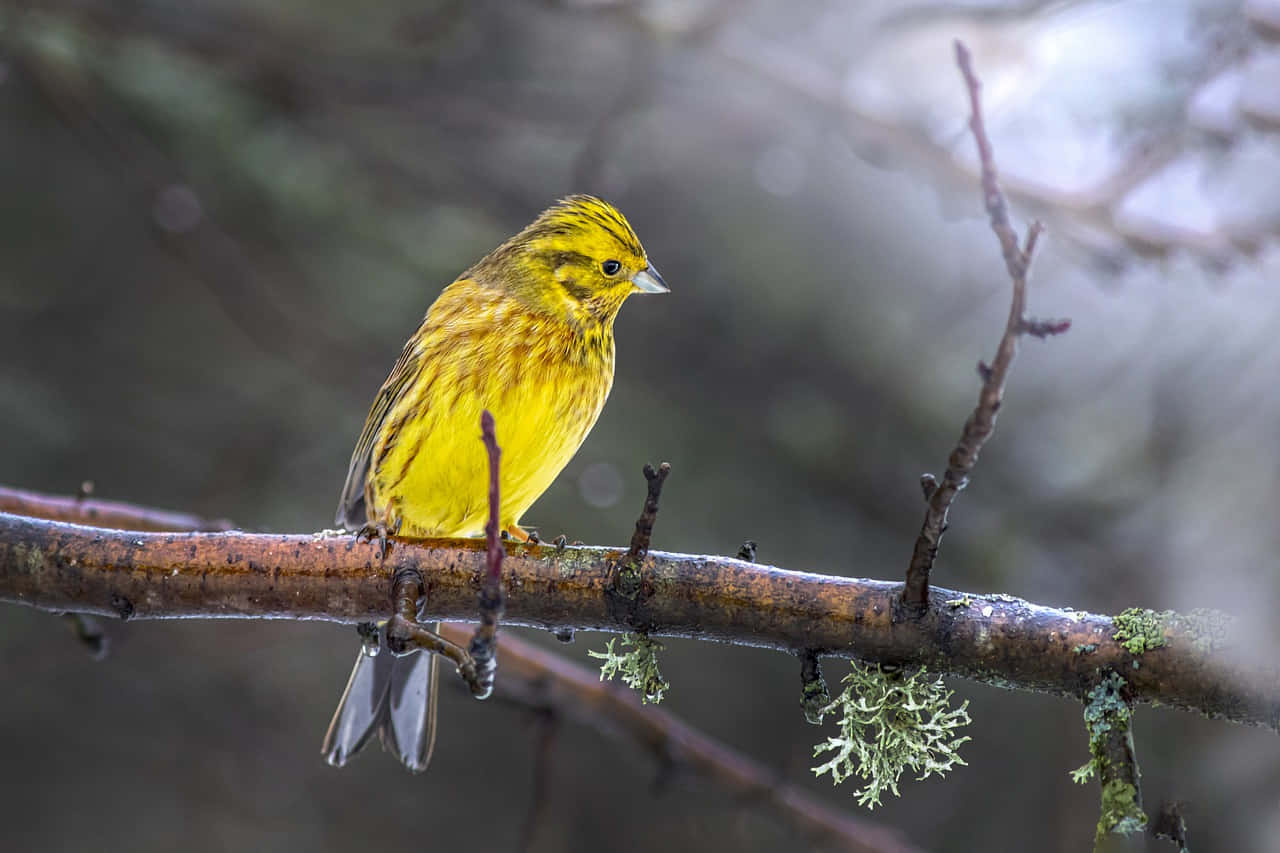 Majestic Yellowhammer Bird Perched On A Branch Wallpaper