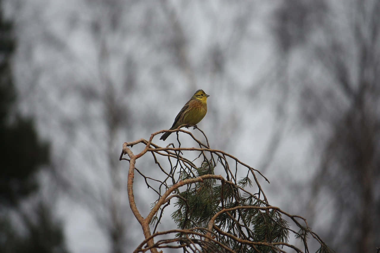 Majestic Yellowhammer Perched In Nature Wallpaper