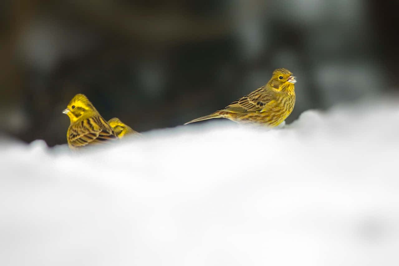 Majestic Yellowhammer Perched In Nature Wallpaper