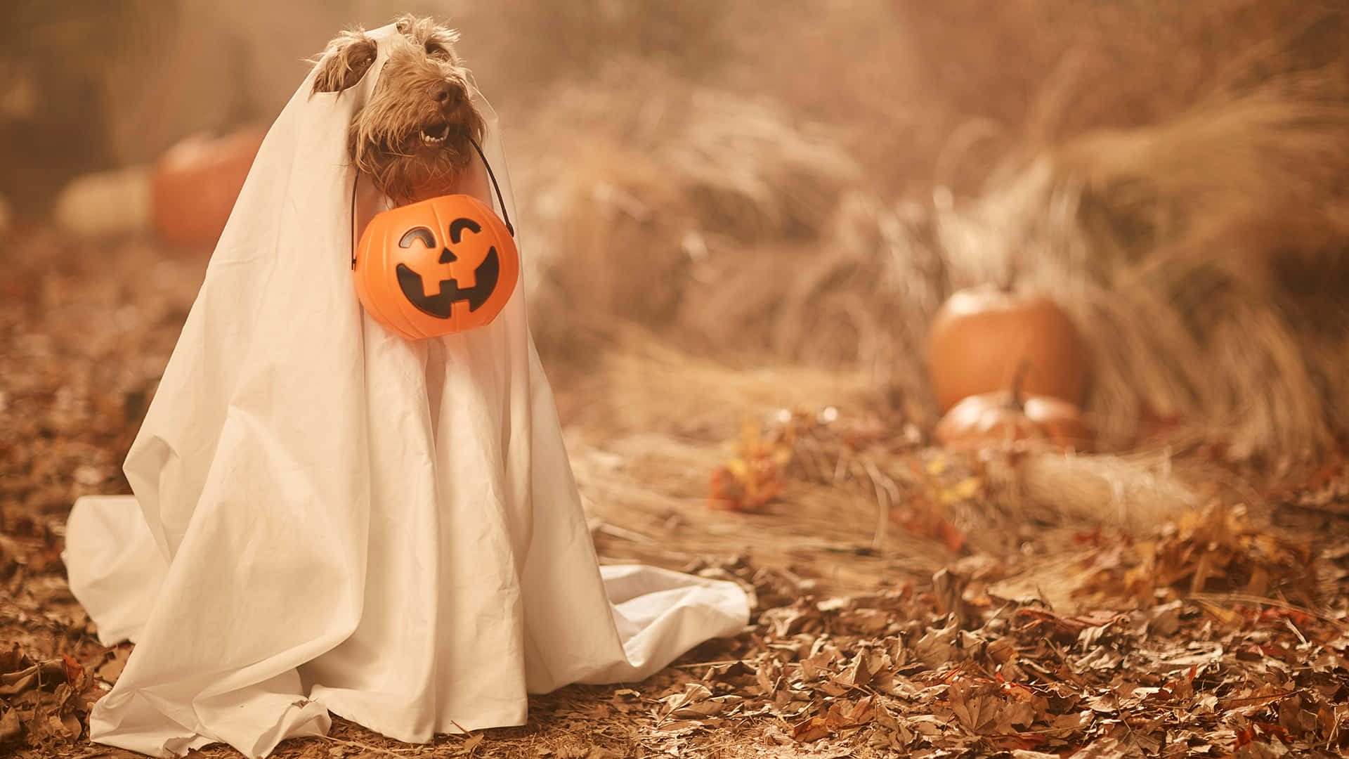 Make Your Furry Friend A Part Of The Fun This Halloween With These Creative Pet Costumes! Wallpaper