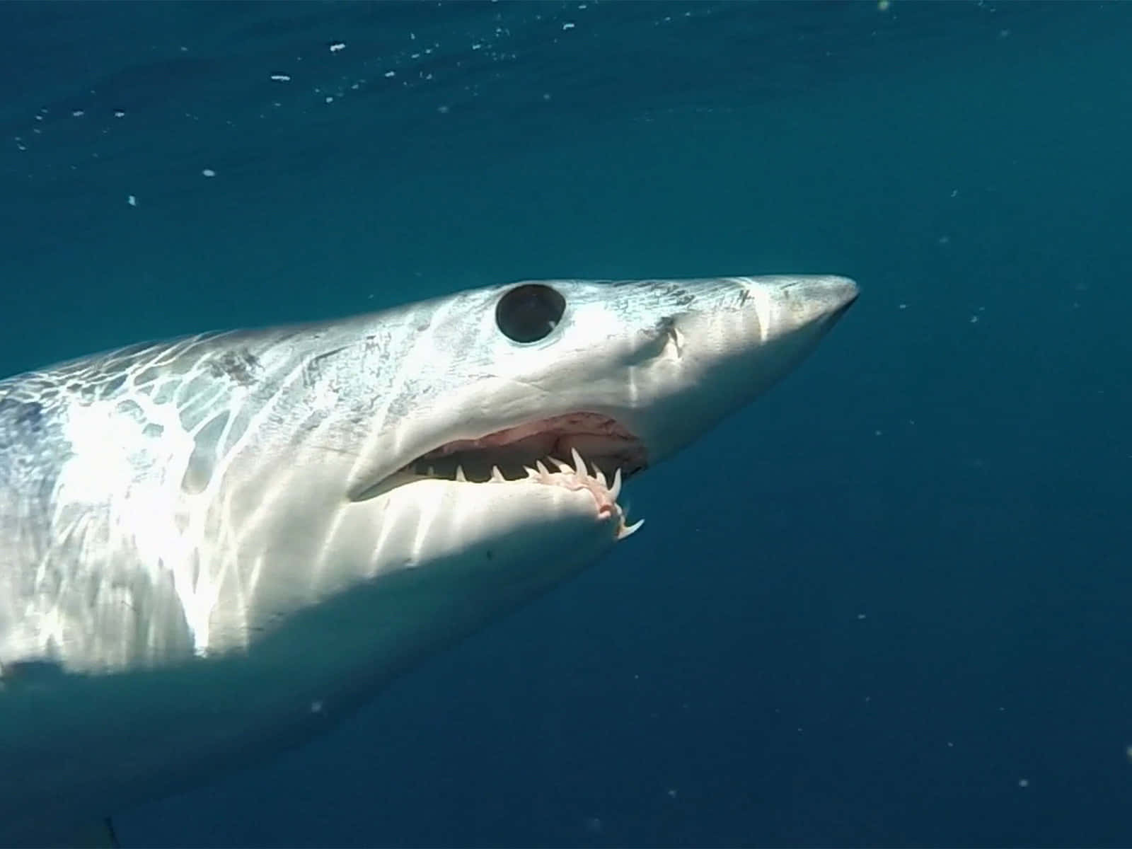 Mako Shark Close Up Wallpaper