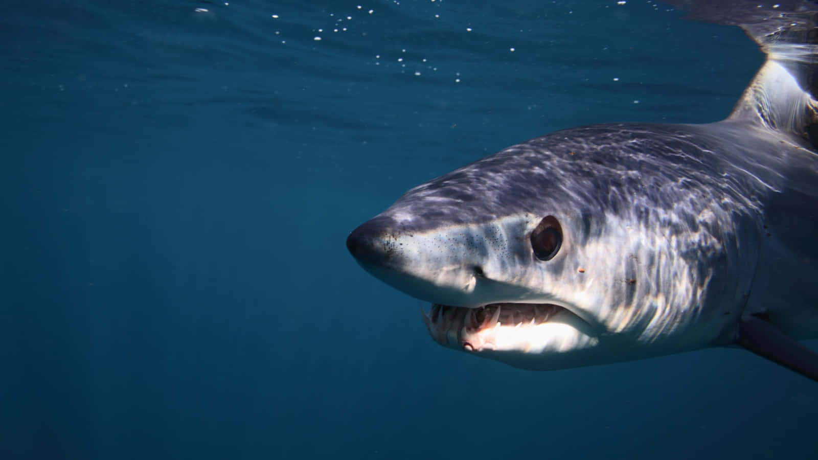 Mako Shark Close Up Wallpaper