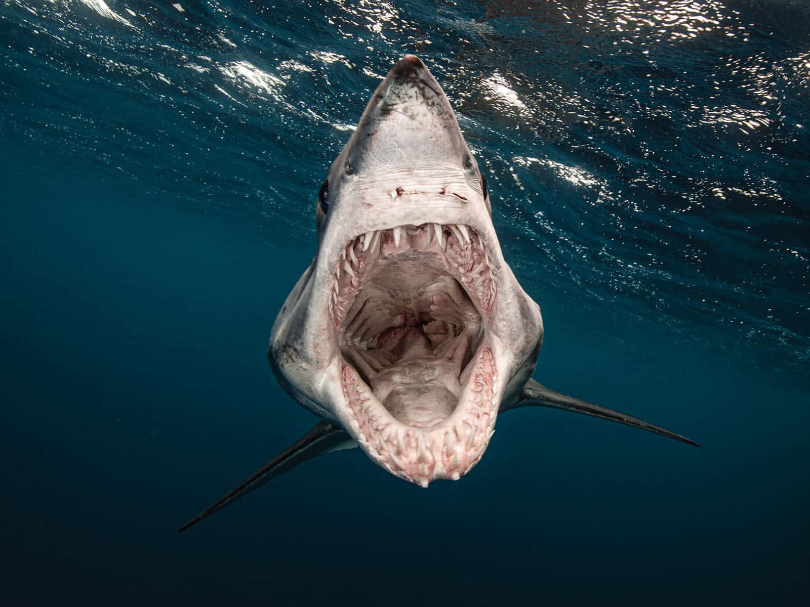 Mako Shark Mouth Agape Wallpaper