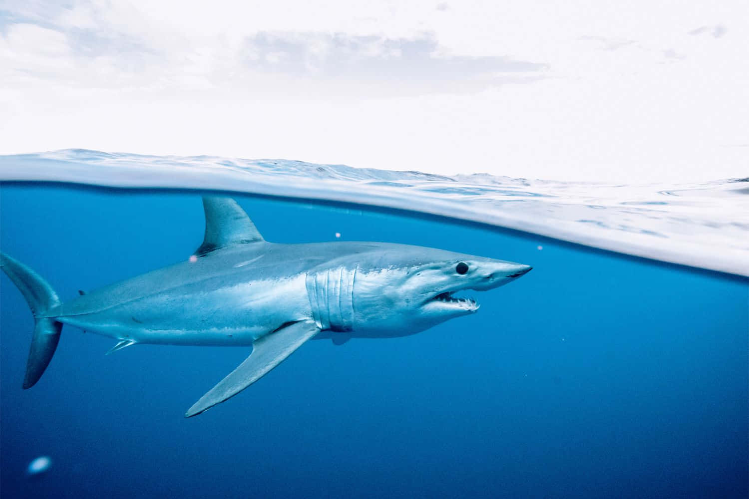 Mako Shark Swimming Split Water View Wallpaper