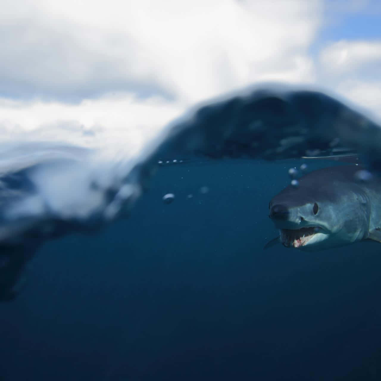 Mako Shark Underwater Approach Wallpaper