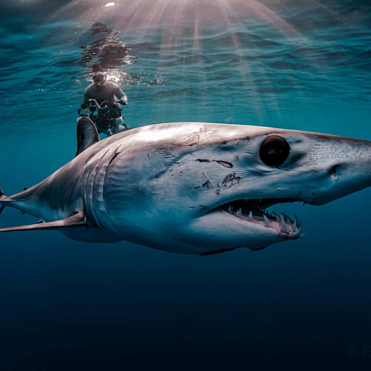 Mako Shark Up Closewith Diver Wallpaper