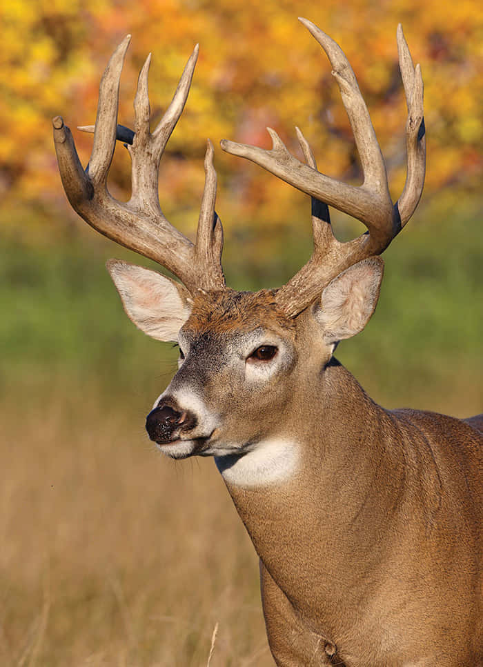 Male Whitetail Deer Standing Proudly In Forest Wallpaper