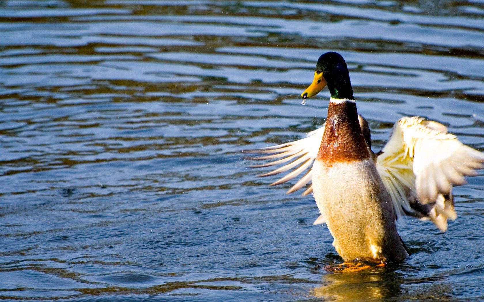 Mallard Duck On Water Wallpaper