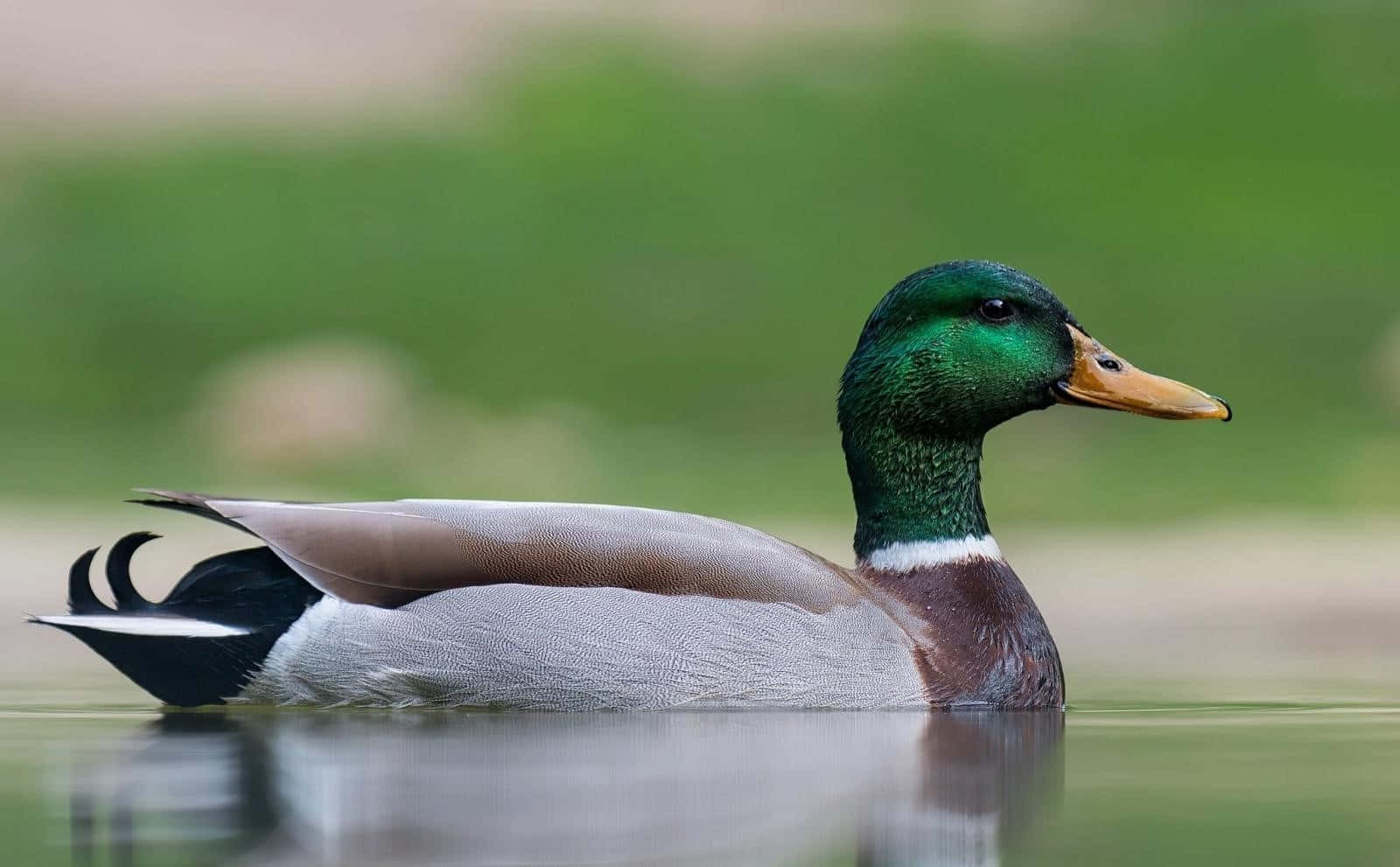 Mallard Duck Serenity Water Wallpaper