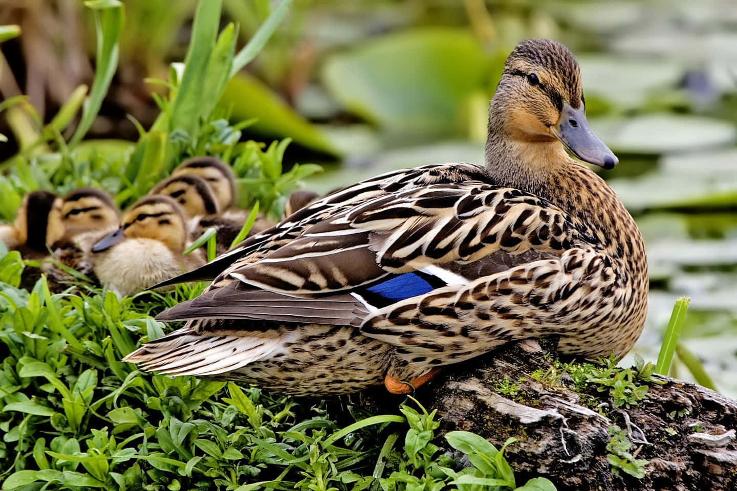 Mallard Duck With Ducklings Wallpaper