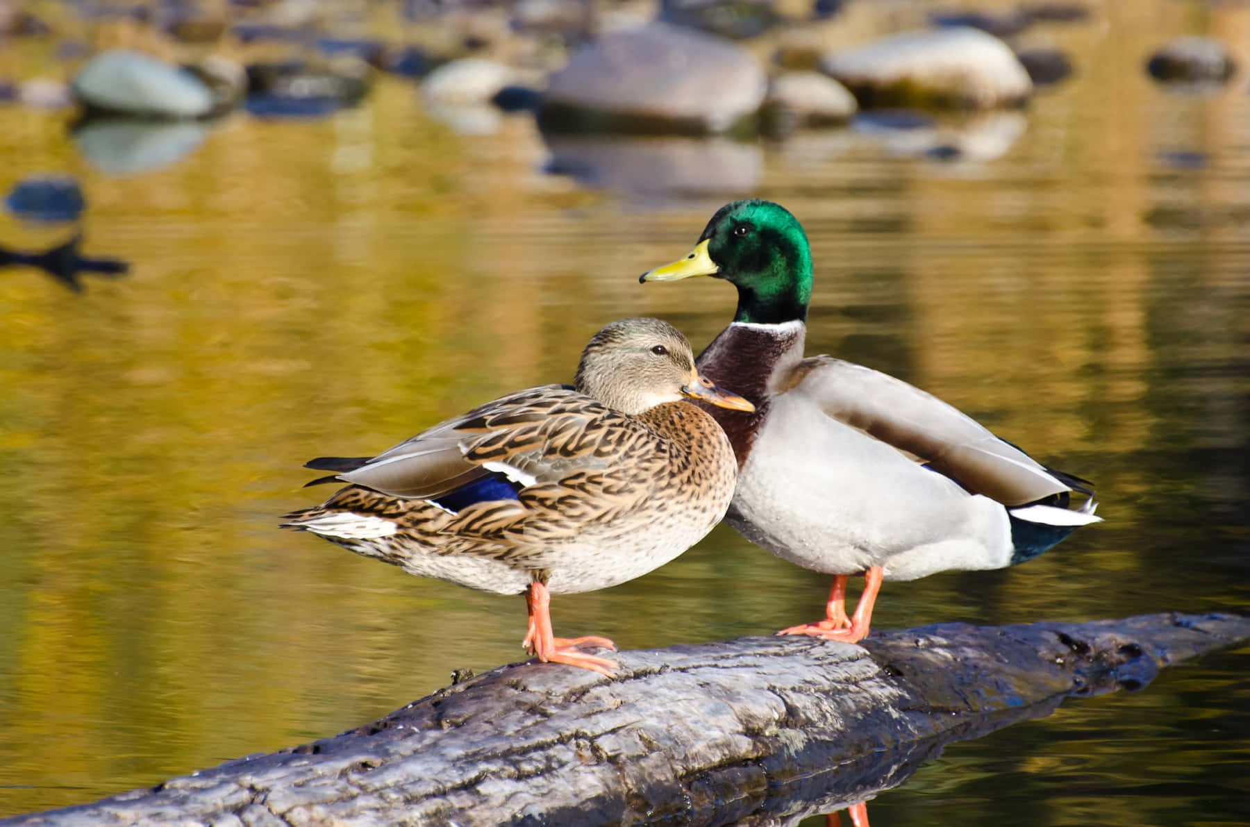 Mallard Ducks On Log Wallpaper