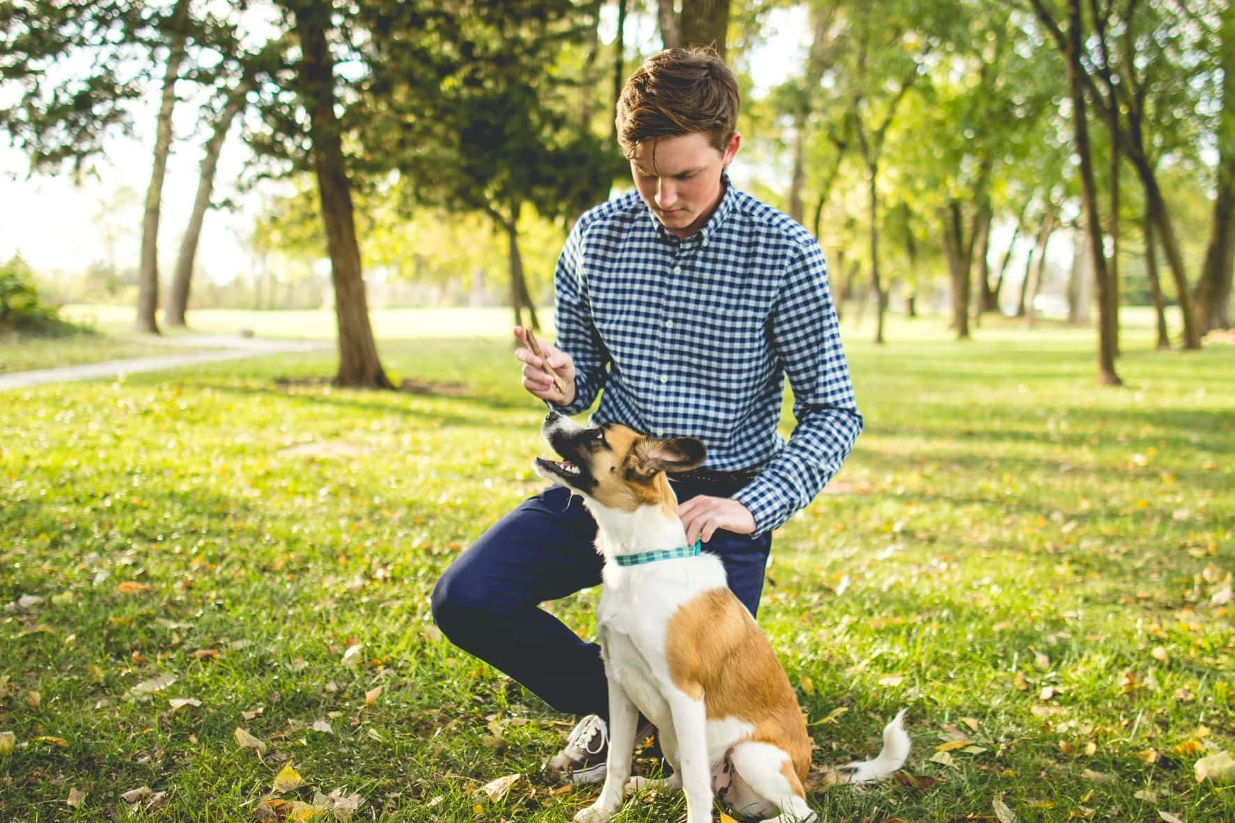 Man Dog Training Session Outdoors Wallpaper