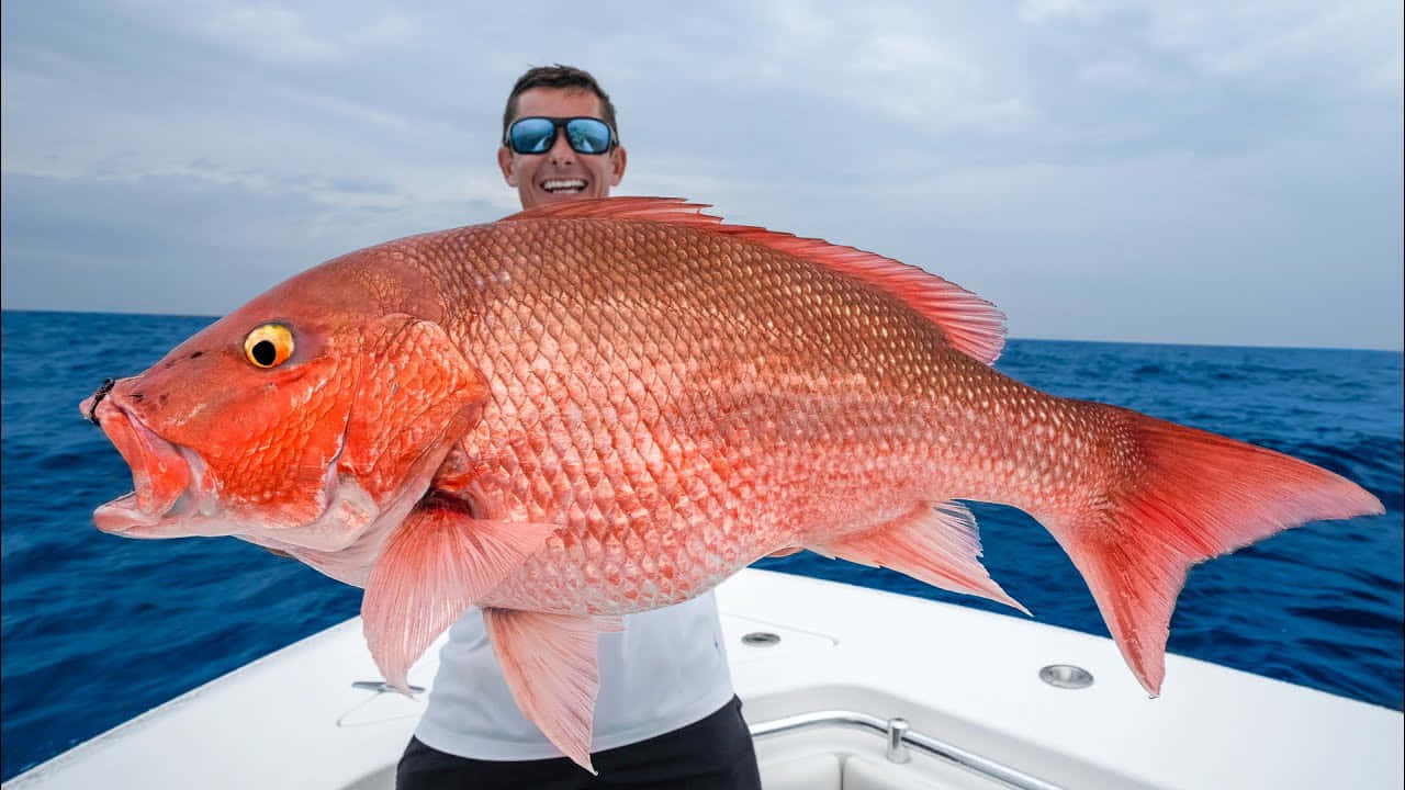 Man Holding Large Red Snapperat Sea.jpg Wallpaper