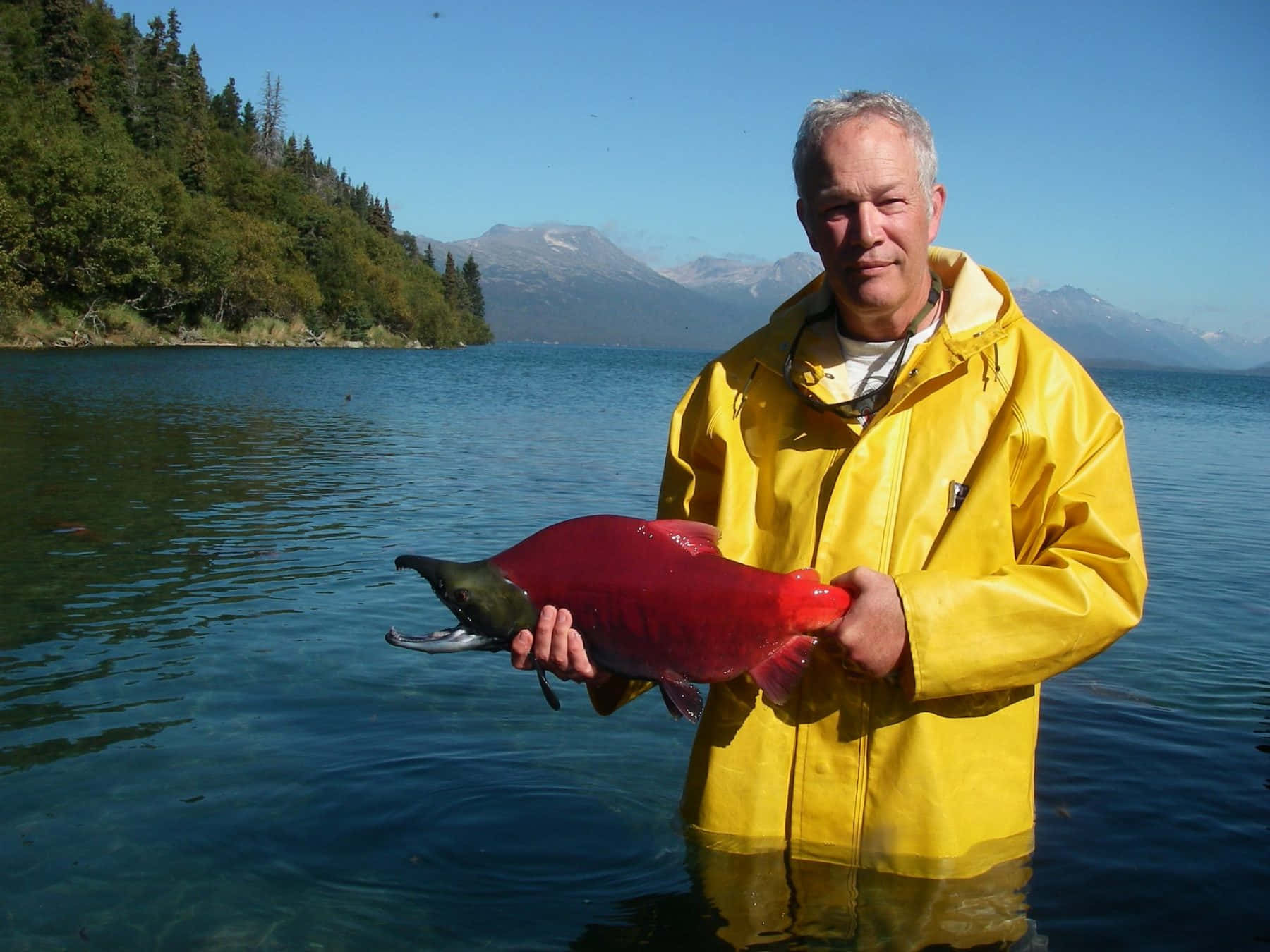 Man Holding Red Pacific Salmon Wallpaper