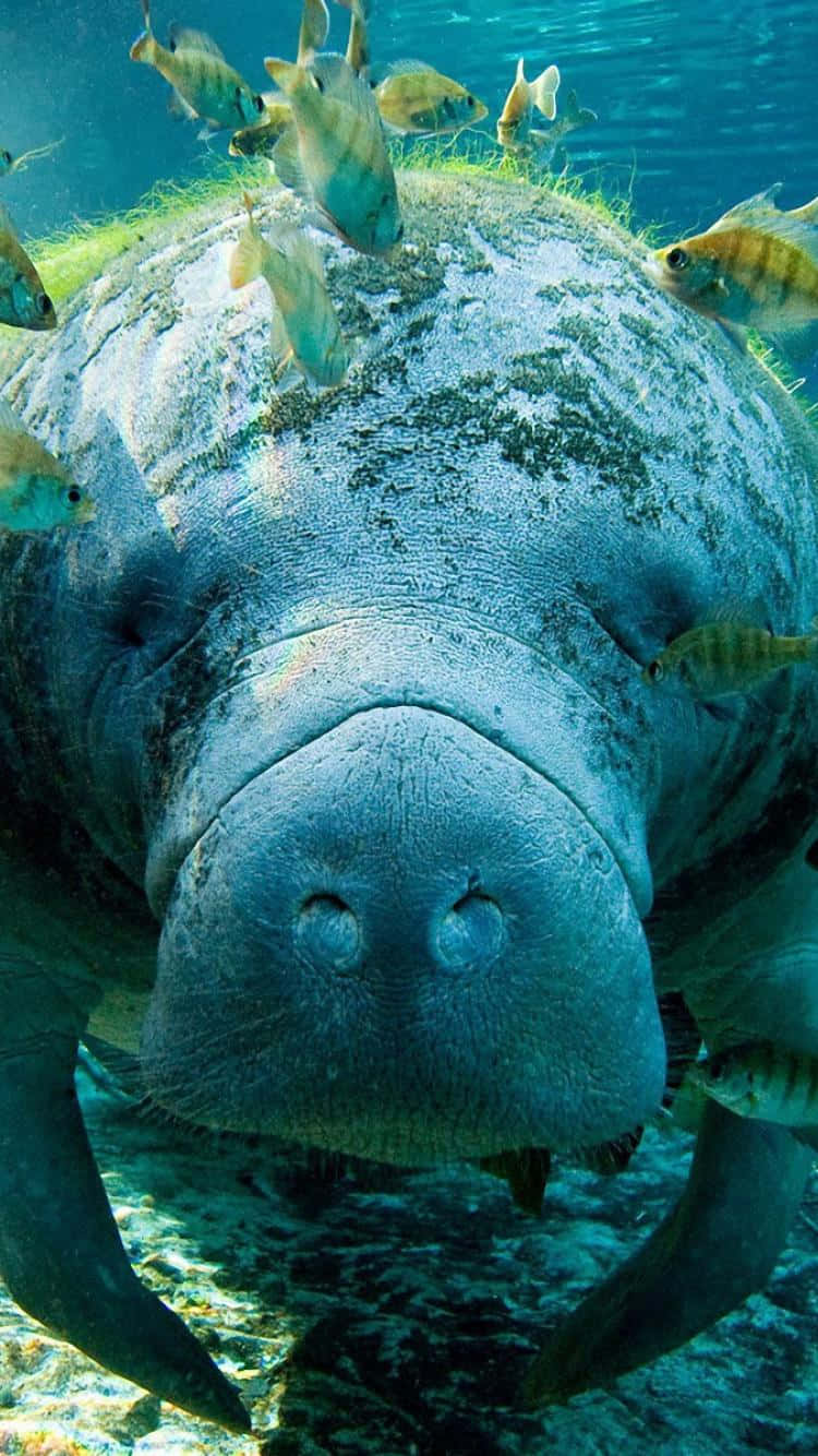 Manatee_ Closeup_ Underwater.jpg Wallpaper